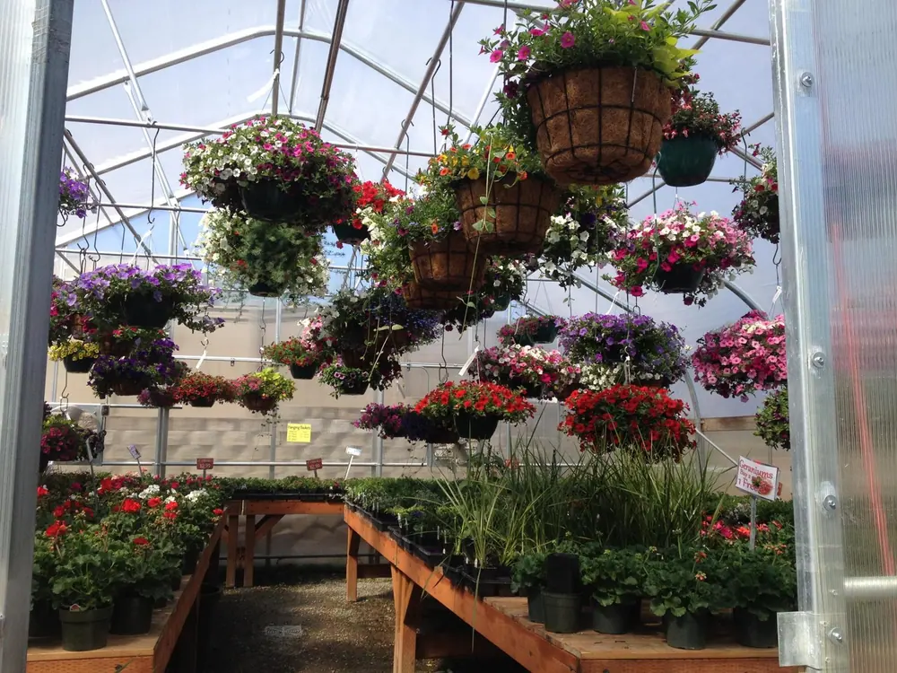 Hanging flower baskets above rows of plants along a greenhouse aisle