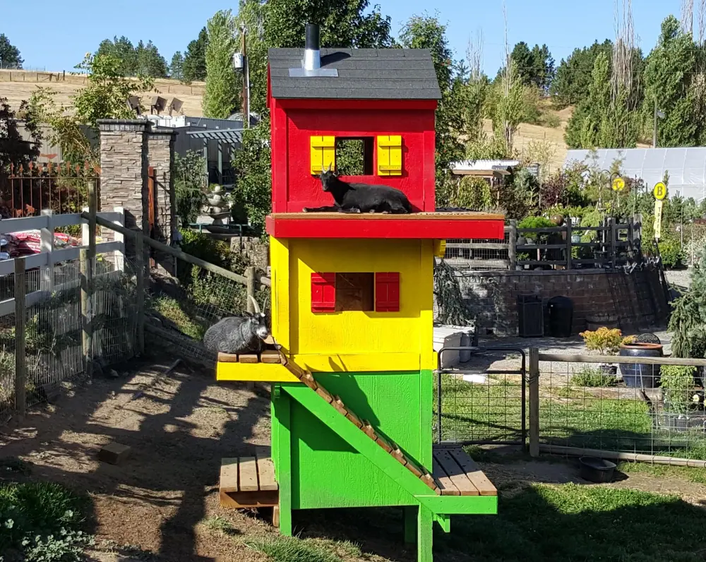 Goat resting on a ledge of the red, yellow and green climbing house