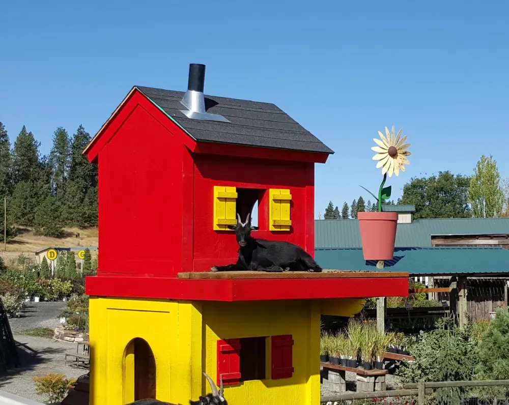 Goat resting on the upper platform of a colorful climbing house