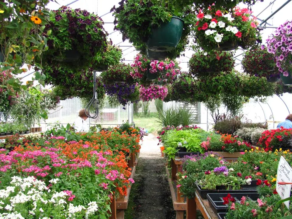 Hanging flower baskets above colorful flowering plants inside the greenhouse