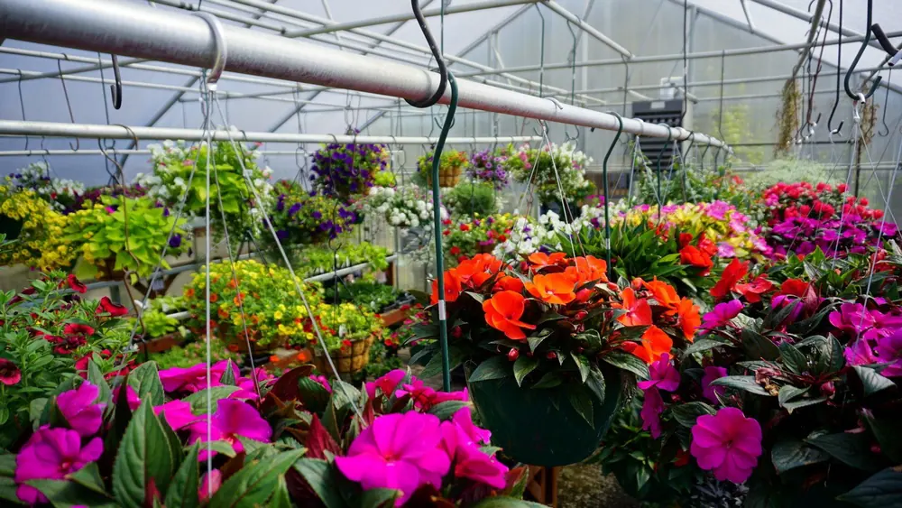 Bright pink and orange flowers in hanging greenhouse baskets