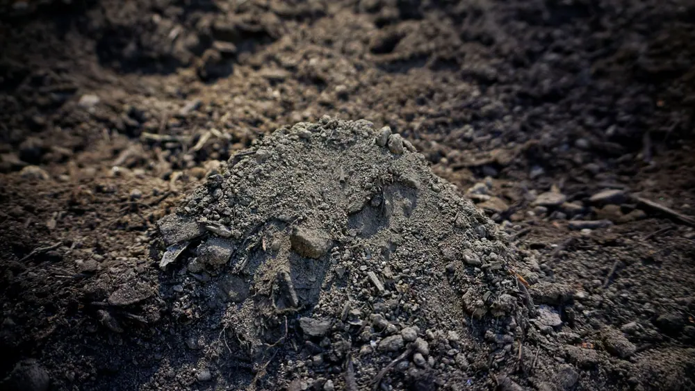 Top Soil sample