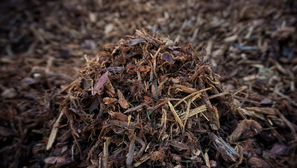 Medium Fir Bark sample