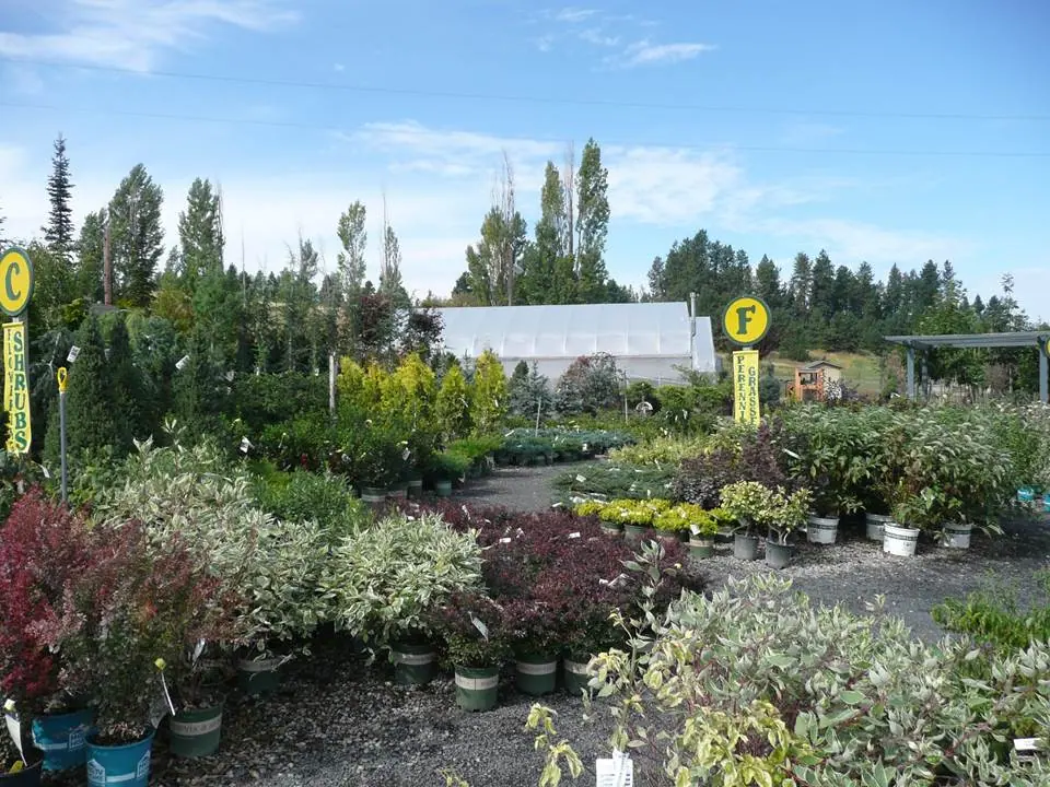 Rows of potted trees and shrubs along gravel nursery paths