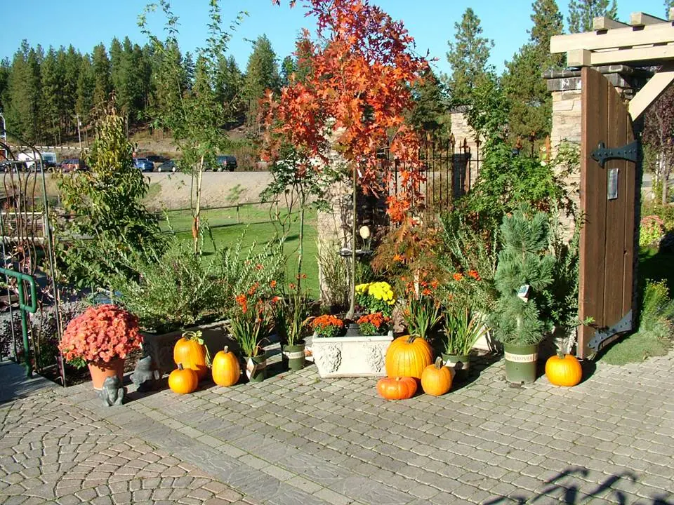 Pumpkins, potted chrysanthemums and autumn-colored trees along a nursery path