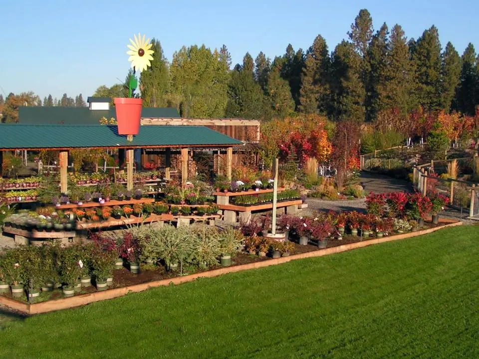 Outdoor plant benches beside a lawn and long covered nursery shelter