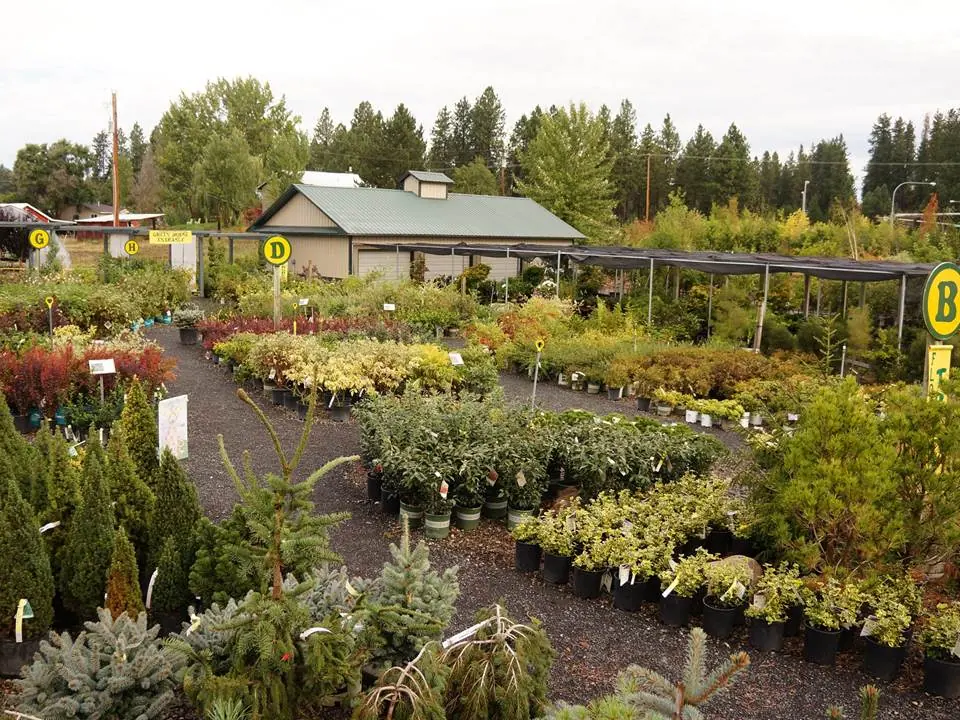 Rows of potted shrubs and young trees with the nursery building beyond