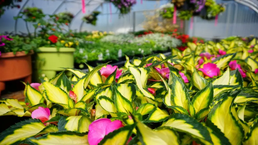 Variegated leaves and pink flower buds on potted greenhouse plants