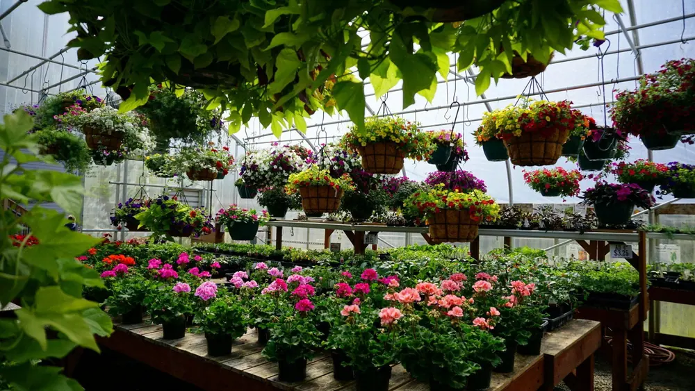Greenhouse benches of pink flowering plants beneath hanging baskets