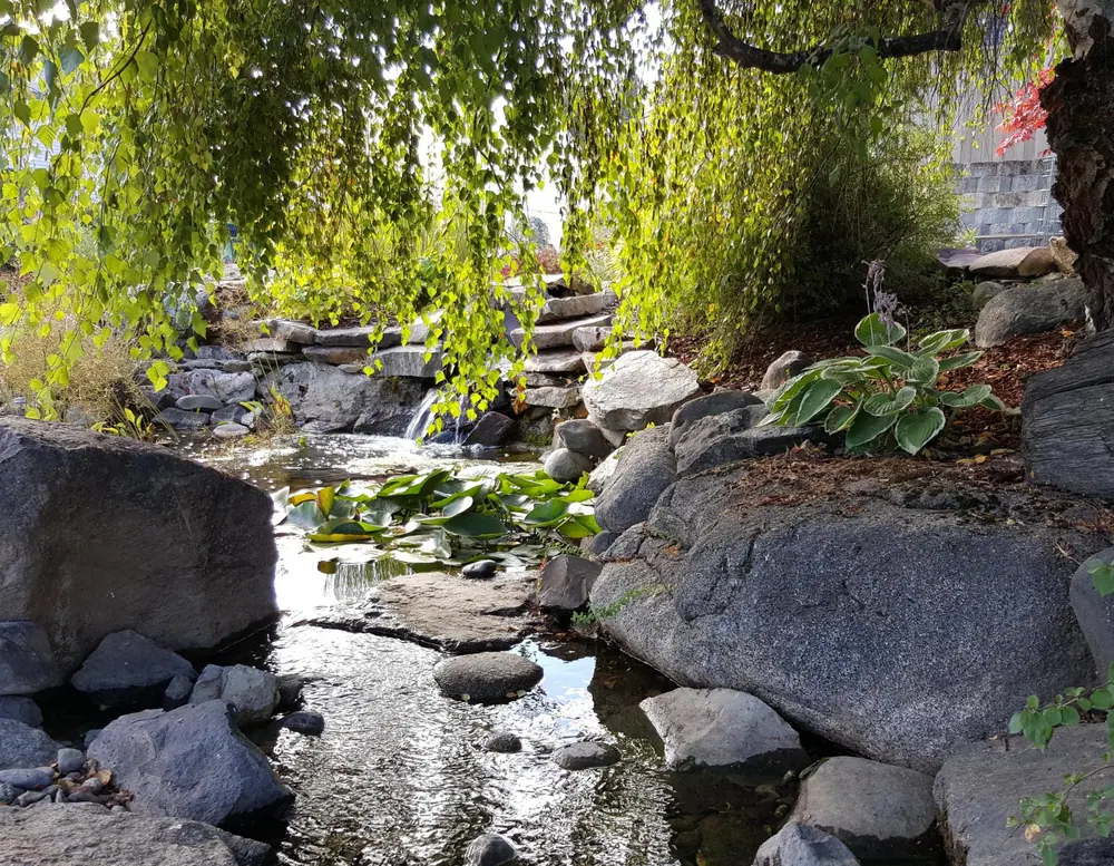 Rock-lined water feature beneath overhanging tree branches