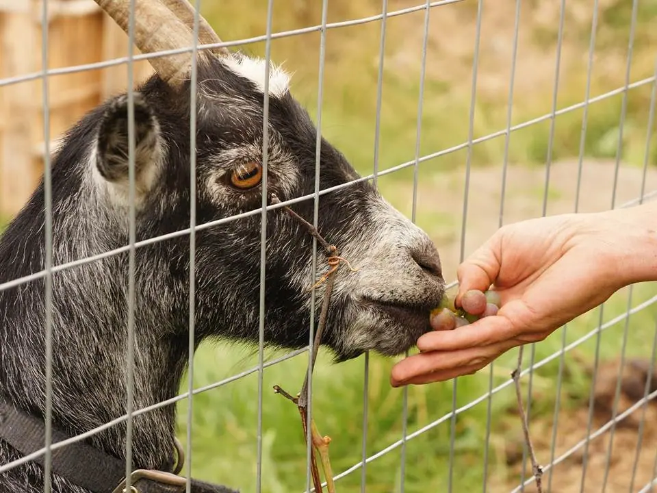 A visitor feeding a goat through the nursery's wire fence