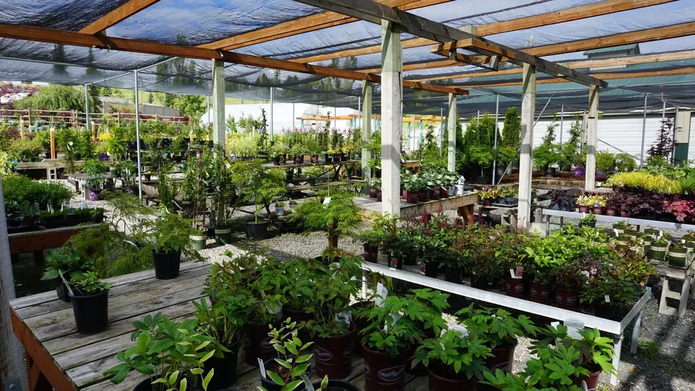 Open-sided greenhouse shelter with rows of potted plants on benches