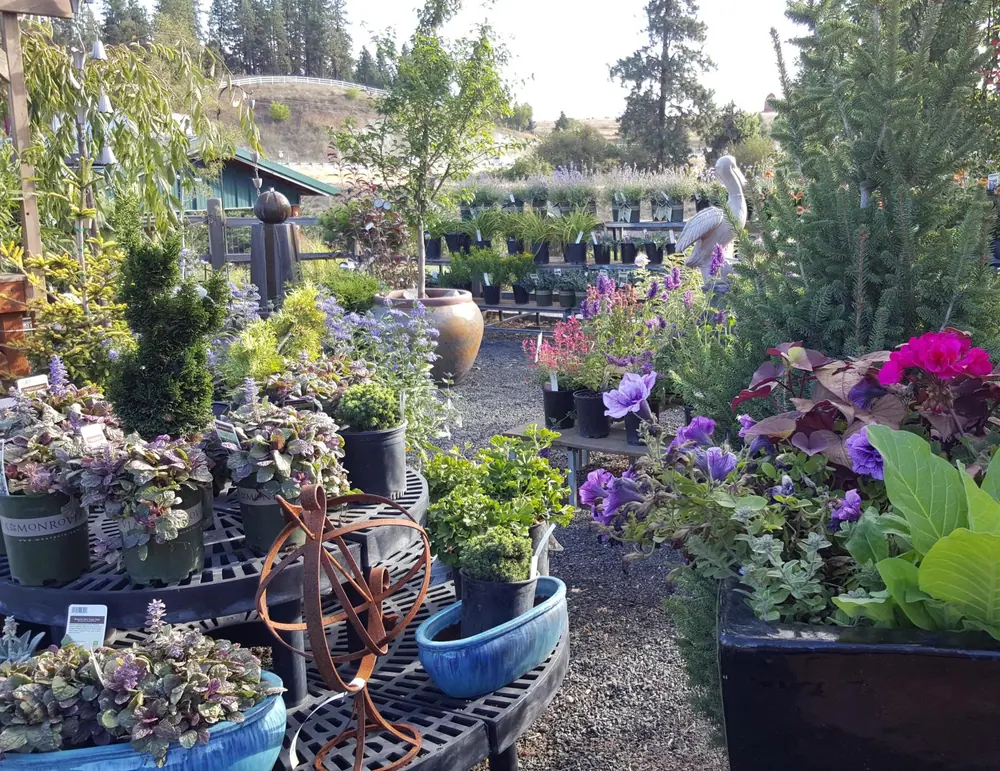 Flowering plants and garden pots along a nursery path