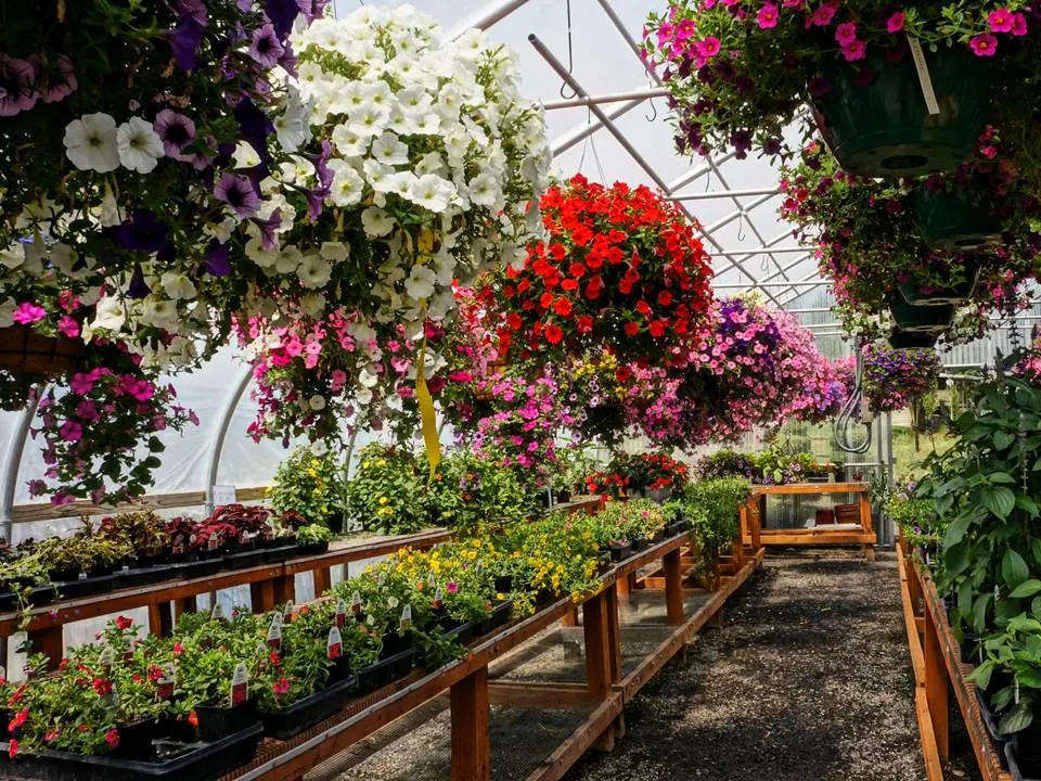 Greenhouse aisle lined with plants beneath hanging flower baskets