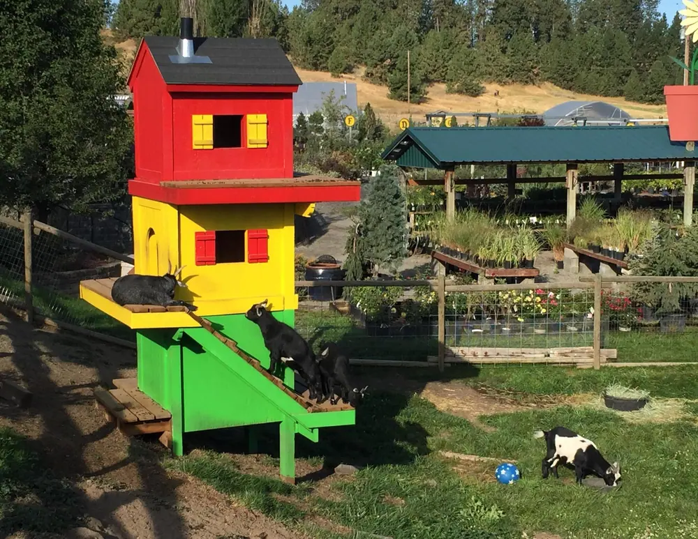 Goats beside a red, yellow and green climbing house in a fenced yard