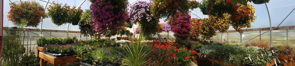Hanging flower baskets above greenhouse plant benches