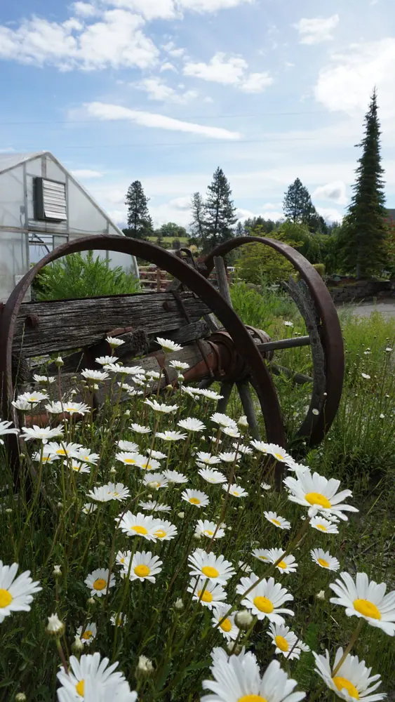 White daisies beside a curved metal garden ornament