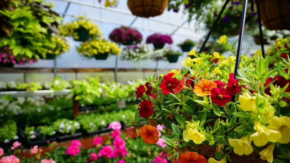 Red and yellow flowers in a hanging basket beside greenhouse plant benches