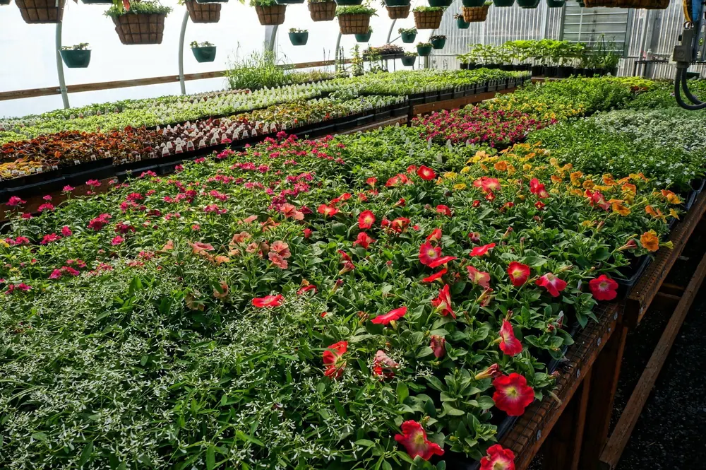 Rows of red, pink and green plants on greenhouse benches
