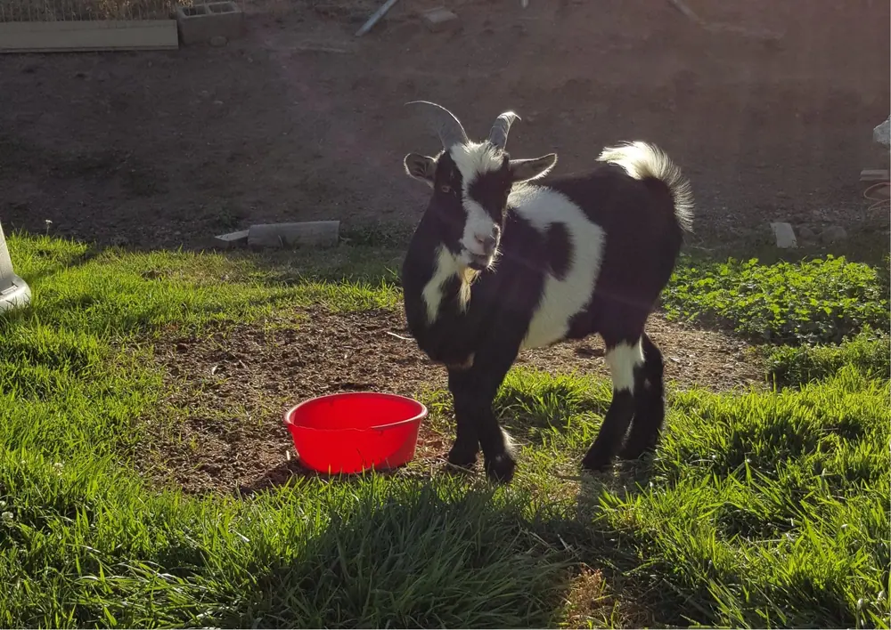 Black and white goat standing on grass beside a red feeding bowl