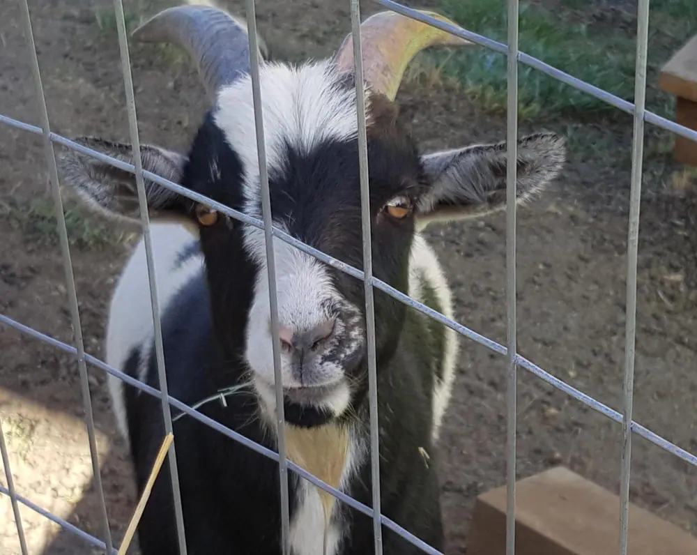 A goat at Smart Gardens Nursery
