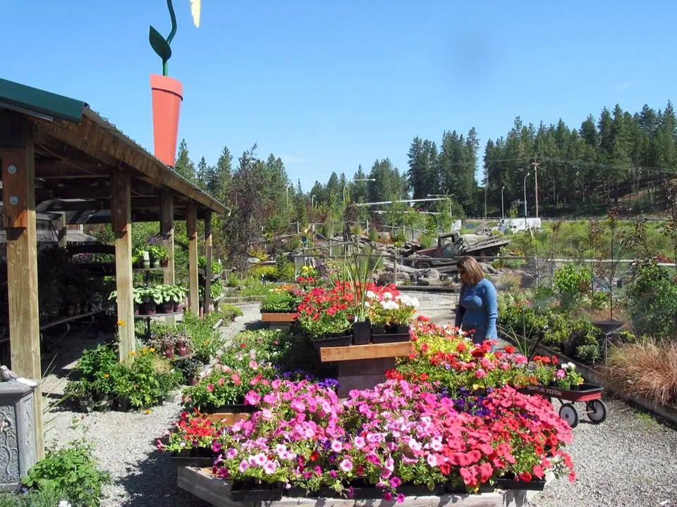 Pink flowering plants displayed on outdoor tables beside a nursery shelter