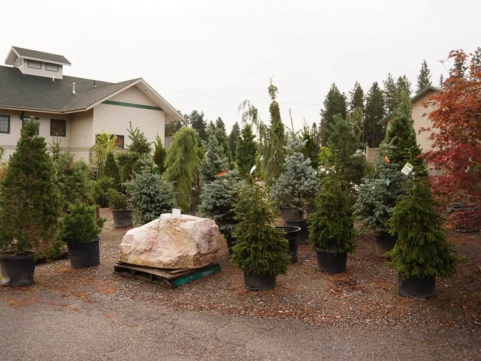Potted evergreen trees surrounding a large landscape boulder