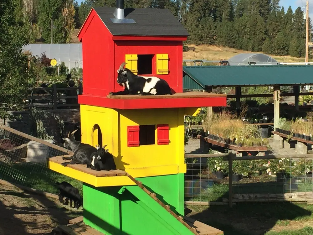 Goats resting on platforms of a colorful climbing house